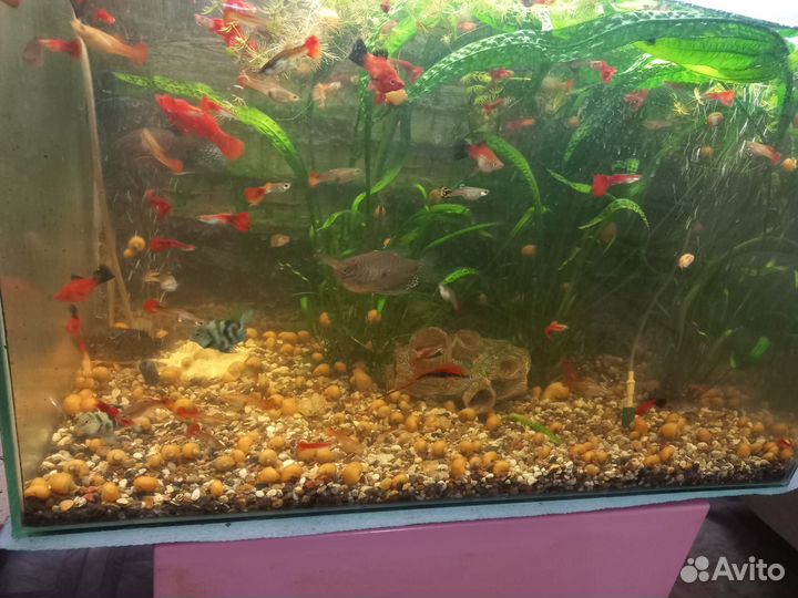 Аквариум