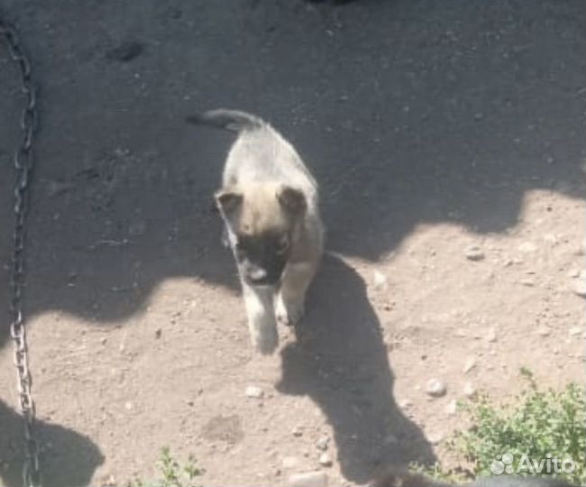 Отдам в добрые руки