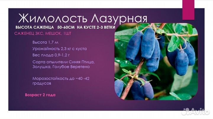 Саженца Жимолость в ассортименте зкс