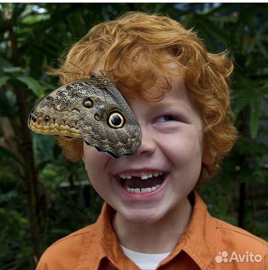 Живые бабочки и Фермы бабочек Ростов