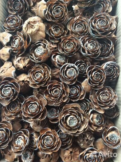 Гималайские кедровые шишки, шишки, хвоя, магнолия