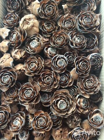 Гималайские кедровые шишки, шишки, хвоя, магнолия