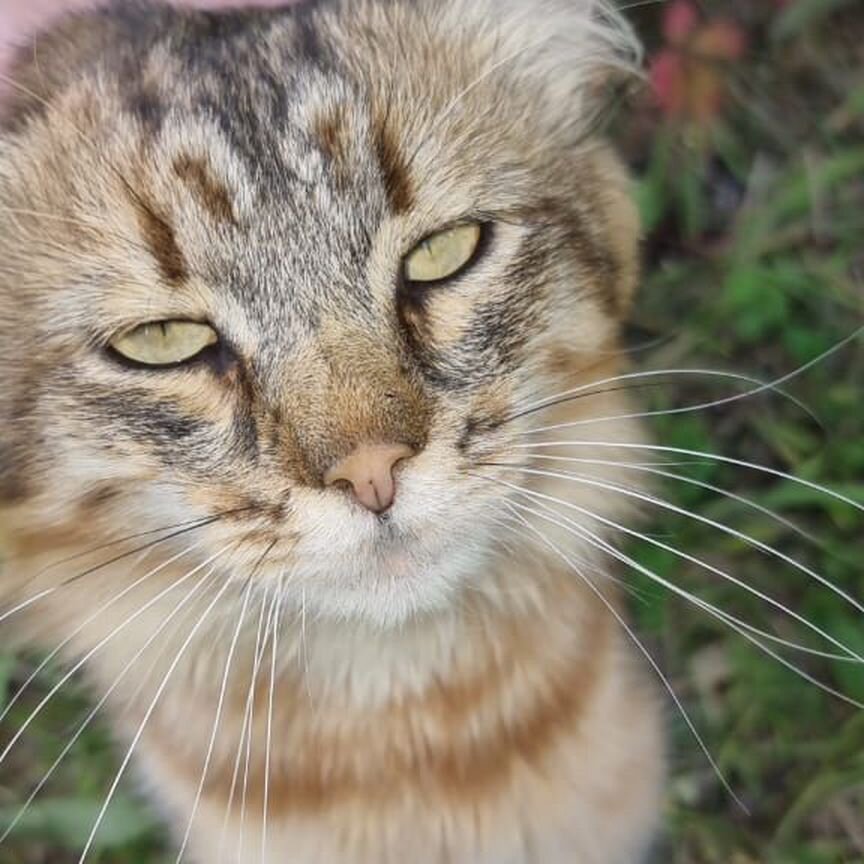 Котик Алис в добрые руки