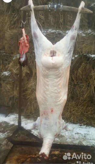 Мясо: Баранина