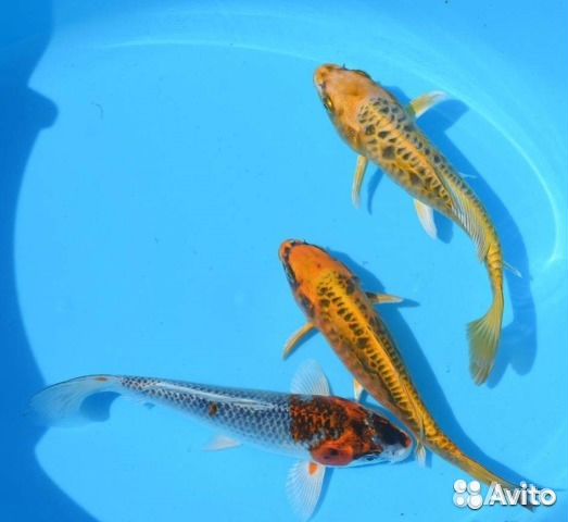 Кометы 5-7см. Карпы Кои 4-18см. Корм для карпов