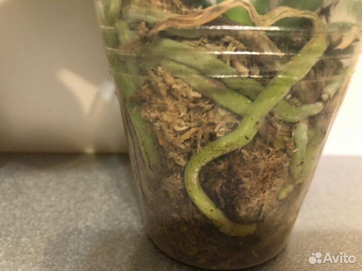 Орхидея Phal. Champion Lightning