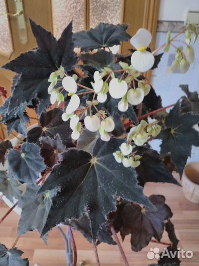 Оксалис, бегония,фуксия