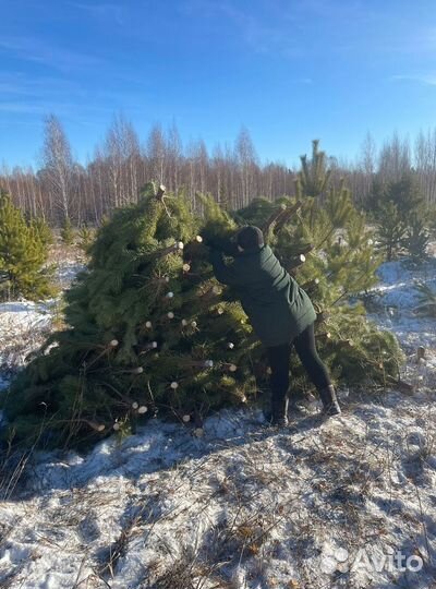Сосна сентябрьская рождественская оптом