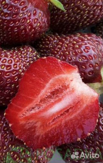 Саженцы клубники 