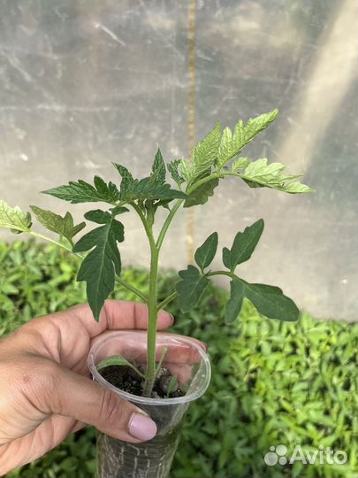 Рассада огурцов и помидор