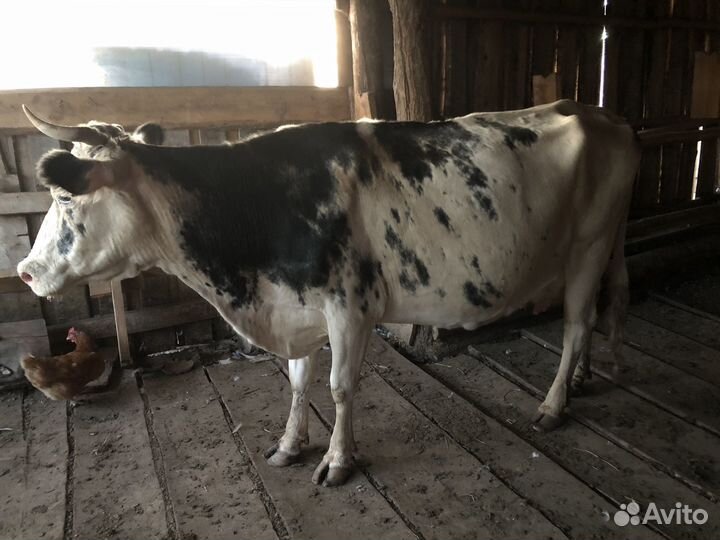 Коровы и телки стельные, бычки