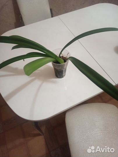 Гиппеаструм