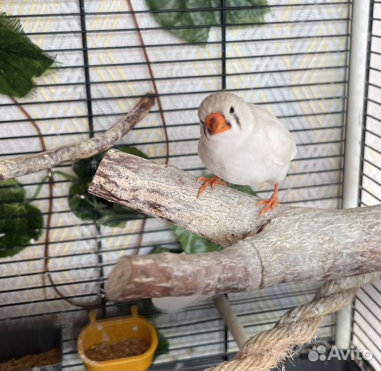 Амадины зебровые