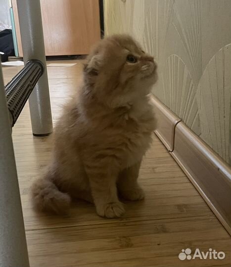 Котята в добрые руки бесплатно