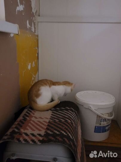 Котик 4 мес