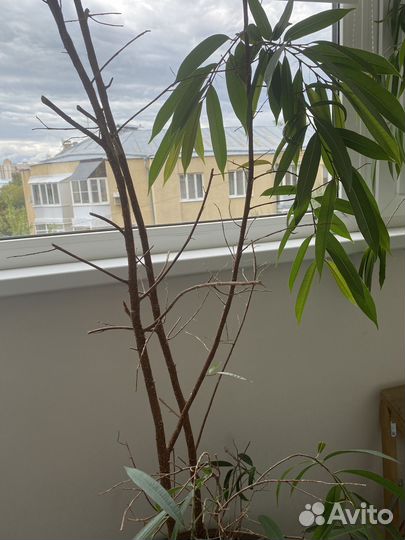 Фикус «Али»