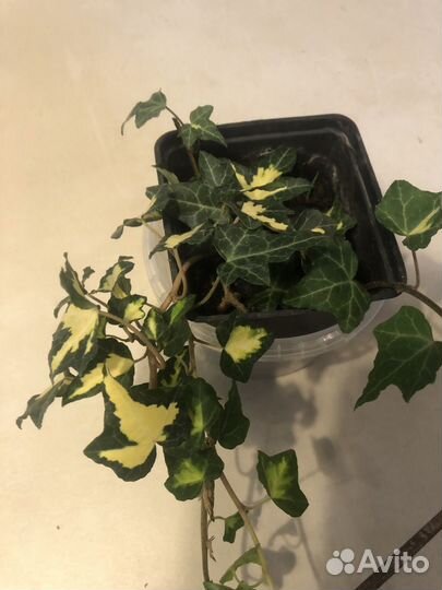 Плющ хедера вариегатный