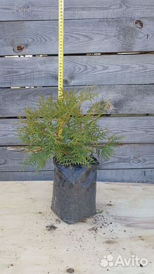 Туи шаровидные