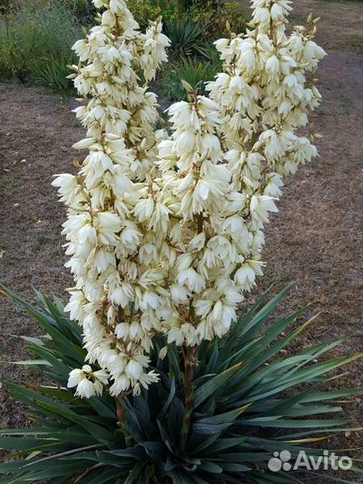 Юкка садовая