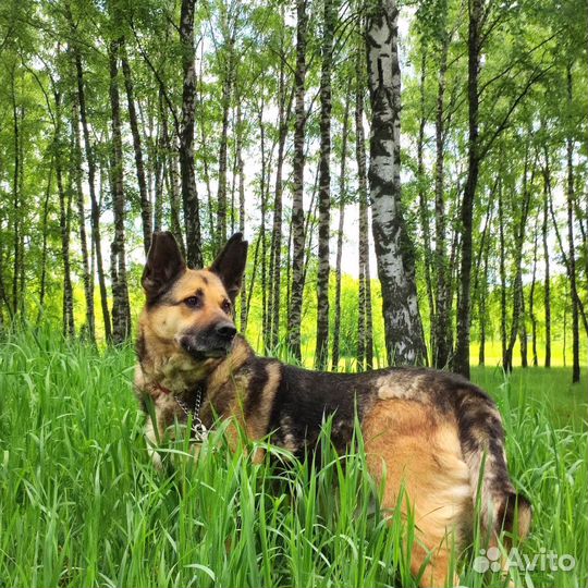 Метис овчарки в ваш дом