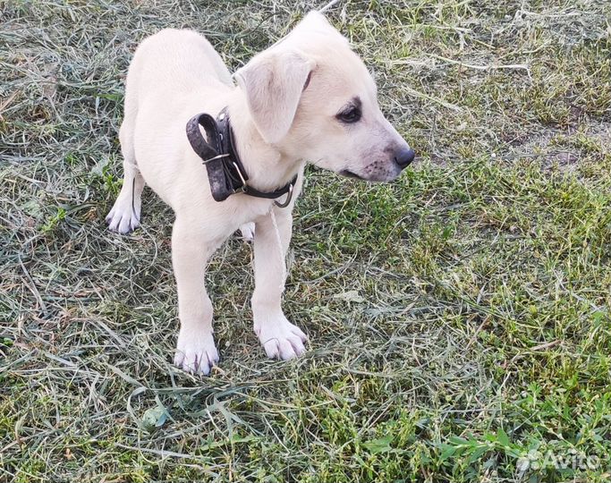 Маленький щенок-мальчик ищет любящую семью