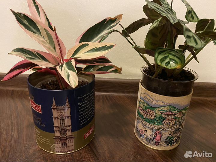 Креативный комплект: ктенанта + строманта