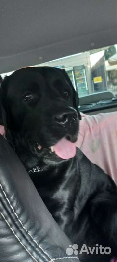 Кабель для случки