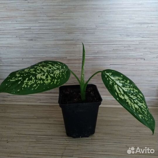 Диффенбахия