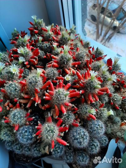 Кактус маммилярия