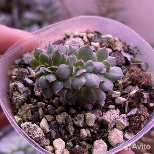 Суккуленты echeveria разные