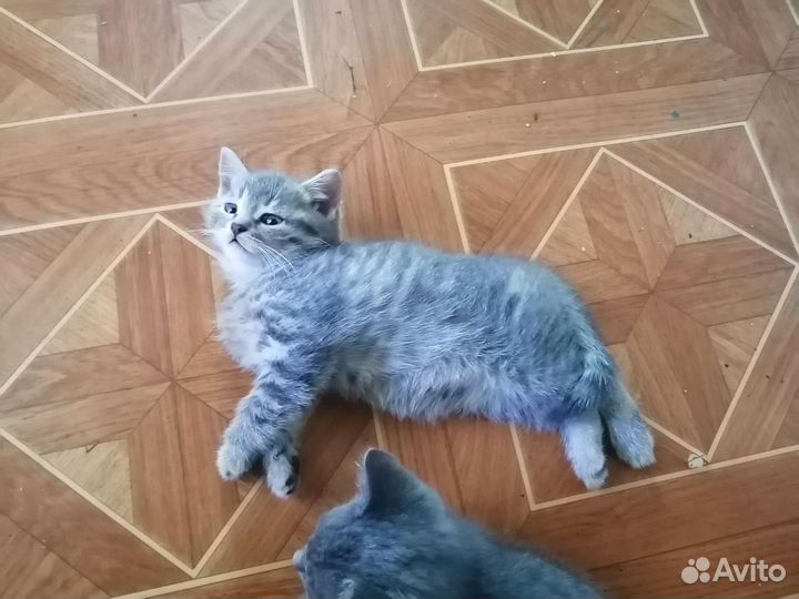 Шотландские котята