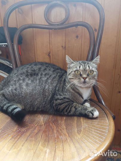 Британская прямоухая кошка