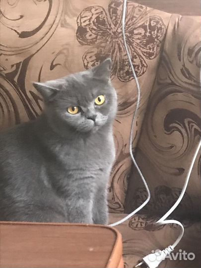 Британская кошечка