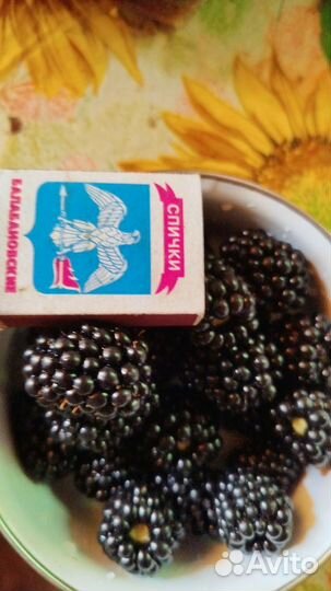 Саженцы ежевики натчез