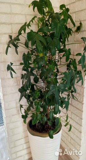 Филодендрон Педатум