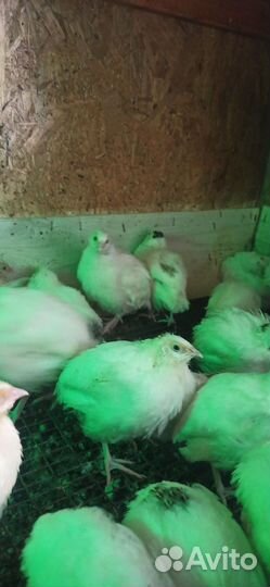 Перепела Техас