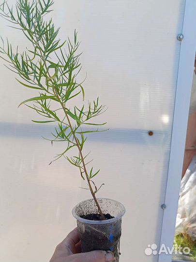 Эстрагон тархун