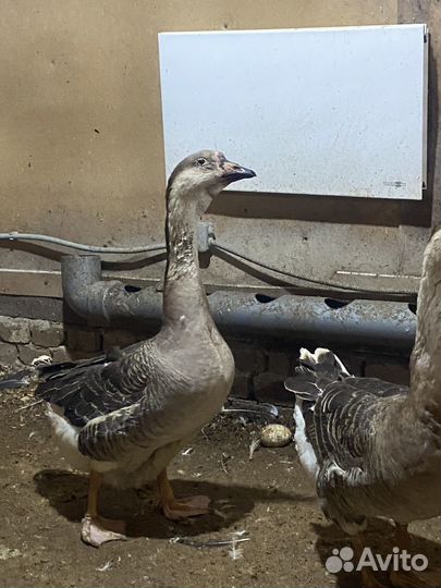 Гиси холмогоры на племя