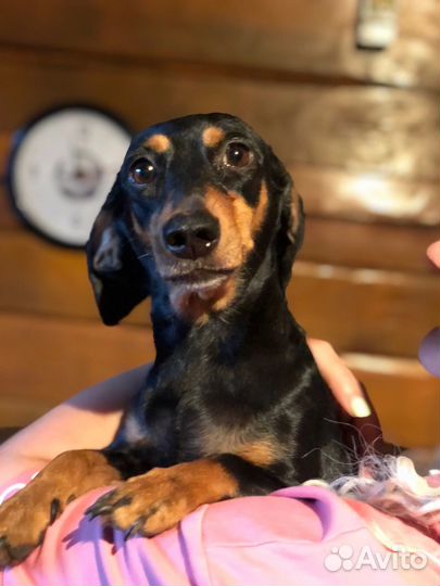 Щенки таксы