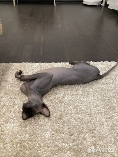 Зооняня, ситтер, выгул собак