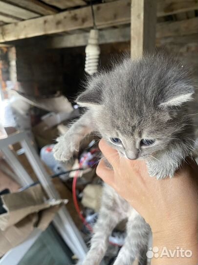 Отдам котят в добрые руки