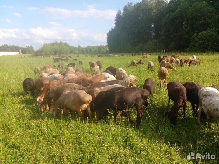 Курдючные бараны овцы