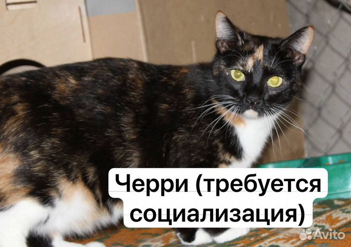 Кошка в добрые руки