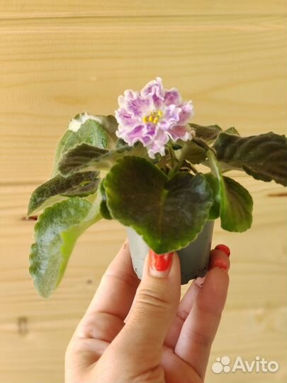 Фиалка сортовая Розмари