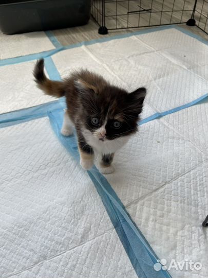 Котята в добрые руки даром