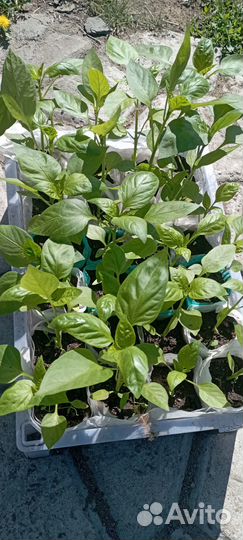 Рассада сладких перцев и цвет - львиный зев