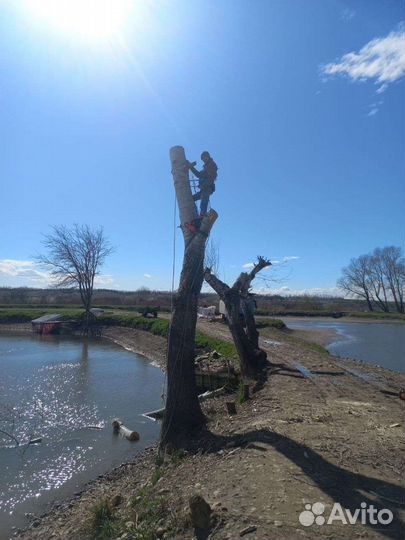 Спил-деревьев