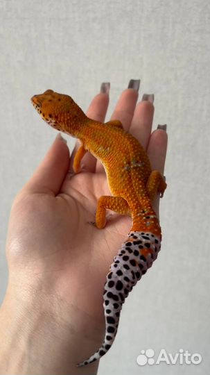 Геккон эублефар