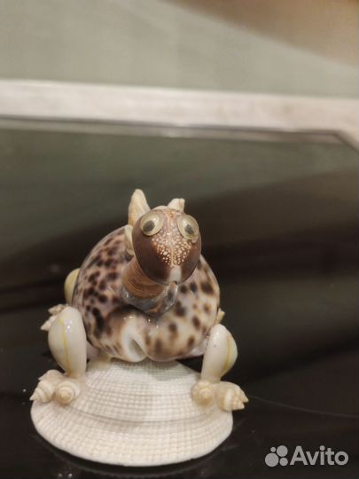 Морские ракушки, морская звезда