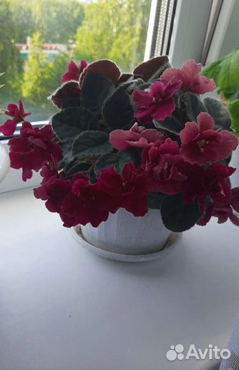 Фиалка Оптима Милления